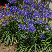 Евър сапфир Агапантус 'Лилия на Нил' Цъфтеж многогодишно с ярко сини цветове - част слънце живо растение