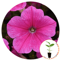 Ферибот морзови насаждения живи Бебешки растения петуния е лесно вълна розово Космо разпространение пълно слънце 1-3 инча., 6-пак.