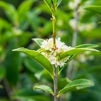 Гал. Чай Маслиново Дърво-Ароматен Цъфтеж Вечнозелен Храст